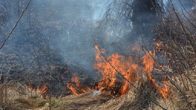 На Закарпатті за добу згоріли понад 10 гектарів сухої трави та чагарників