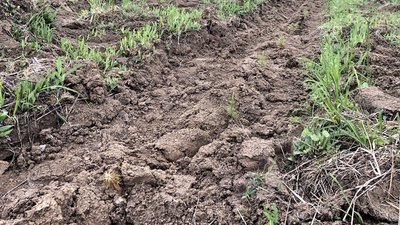 Фото: Суспільне Поділля Фото: Суспільне Поділля
