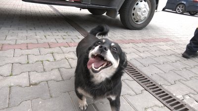 Історія собачки Тушканчика, якого прихистили прикарпатські рятувальники Історія собачки Тушканчика, якого прихистили прикарпатські рятувальники