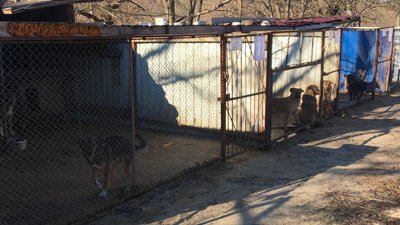 Майже 6 млн грн на регулювання чисельності безпритульних тварин у Полтавській ТГ: на що витратять Майже 6 млн грн на регулювання чисельності безпритульних тварин у Полтавській ТГ: на що витратять