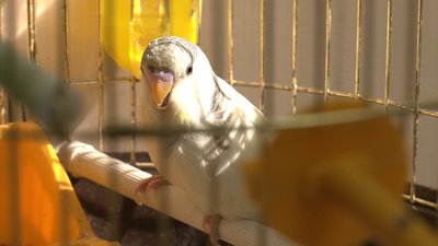 готель для тварин харків готель для тварин харків