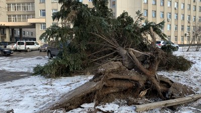 У Житомирі біля ліцею №25 зночі лежить ялинка – ймовірно, впала від вітру