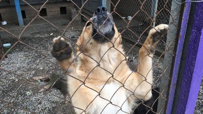 "Планета" потребує допомоги: у вінницькому притулку "Планета" потребує допомоги: у вінницькому притулку