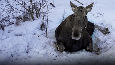 Збили лося на трасі Чернігів – Київ: чому не вдалося врятувати тварину на Чернігівщині