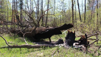 На Житомирщині російські війська спалили 600-річного дуба, котрий був пам'яткою природи