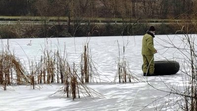 На Черкащині врятували пораненого лебедя На Черкащині врятували пораненого лебедя
