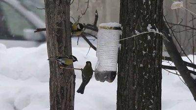 Чим краще підгодовувати птахів взимку, розповів черкаський орнітолог Чим краще підгодовувати птахів взимку, розповів черкаський орнітолог