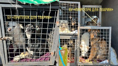 З одеського притулку до Німеччини евакуюють 29 собак З одеського притулку до Німеччини евакуюють 29 собак