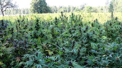 На прикордонні Чернігівщини виявили плантацію конопель площею у два гектари: поліція затримала підозрюваних На прикордонні Чернігівщини виявили плантацію конопель площею у два гектари: поліція затримала підозрюваних