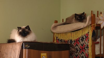 Мріє про притулок для котів. Світлана Татаркіна з Івано-Франківщини утримує 70 тварин Мріє про притулок для котів. Світлана Татаркіна з Івано-Франківщини утримує 70 тварин