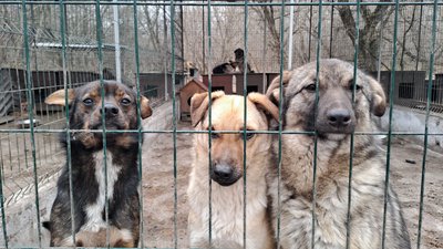 Притулок для тварин у Кропивницькому Бім Катерини Дорош Притулок для тварин у Кропивницькому Бім Катерини Дорош