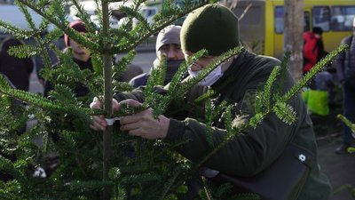 Львівські поліцейські вилучили майже 120 незаконно зрубаних ялинок