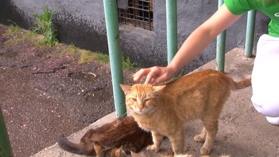 Коти без кліщів: у Черкасах обробили безпритульних тварин Коти без кліщів: у Черкасах обробили безпритульних тварин