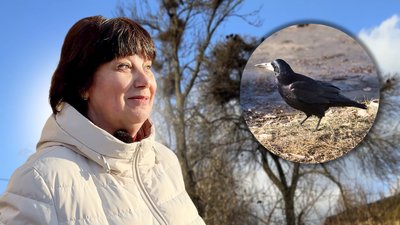 У Прилуках мешканці багатоповерхівки скаржаться на сусідство з граками та галками