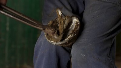 "Люблю-люблю цих коней": 45 років розчищає та підковує копита майстер з Рівненщини "Люблю-люблю цих коней": 45 років розчищає та підковує копита майстер з Рівненщини