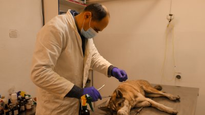 Ветеринари лікують собаку, яку побили підлітки на Львівщині Ветеринари лікують собаку, яку побили підлітки на Львівщині