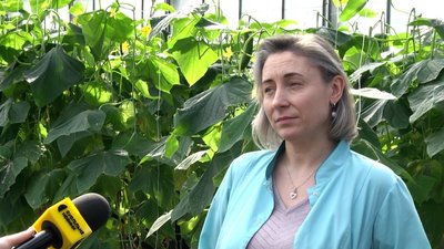 Українські овочі в лідерстві: у селі Станишівка на Житомирщині на овочевому комбінаті розпочався сезон збору врожаю Українські овочі в лідерстві: у селі Станишівка на Житомирщині на овочевому комбінаті розпочався сезон збору врожаю