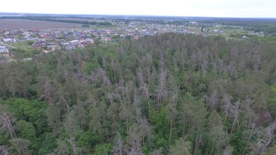 Привласнену частину лісу поблизу Черкас суд повернув лісогосподарству