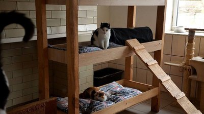 Що відбувається з притулками для тварин на Київщині
