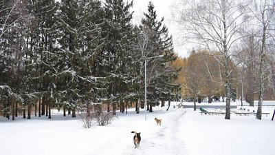 сніг черкаси сніг черкаси