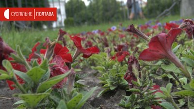 Квіти біля Пам`ятника слави у Корпусному парку