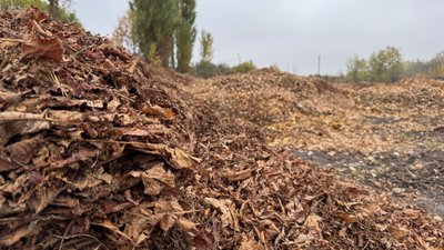 Чи можуть містяни утилізувати листя зі своїх дворів
