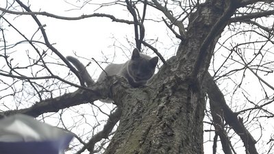 Для кошеняти, яке зняли з дерева після удару РФ по Харкову, знайшли дім