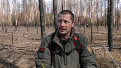 дерева саджанці сосни Лиманський лісгосп Національний природній парк "Святі гори" Донеччина