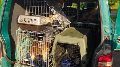 55 тварин евакуювали з Херсона у "Дім Сірка"