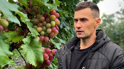 Чоловік зі Срібнянщини виростив понад півтори тонни винограду: як справа життя врятувала під час російського вторгнення