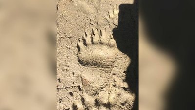 Клишоногі атакують. На Прикарпатті ведмеді вбивають худобу і нищать господарства Клишоногі атакують. На Прикарпатті ведмеді вбивають худобу і нищать господарства