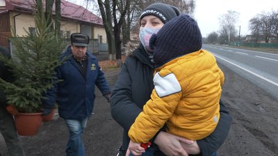 У розсаднику Смілянського лісництва вирощують понад дві сотні святкових дерев У розсаднику Смілянського лісництва вирощують понад дві сотні святкових дерев