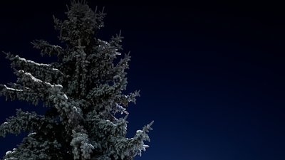 Ялинка присипана снігом