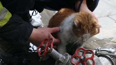 У Харкові під час пожежі після російського обстрілу врятували кота У Харкові під час пожежі після російського обстрілу врятували кота