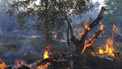 Пожежі в екосистемах Запорізької області 2 червня 2024