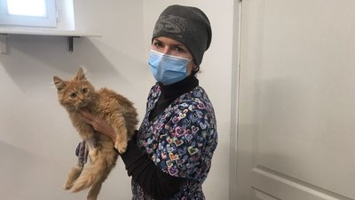 Притулок для тварин Одеса