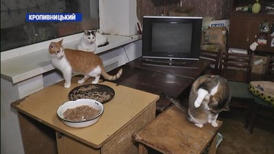 У Кропивницькому жінка роздає котів. Опікуватися ними не може через стан здоров’я