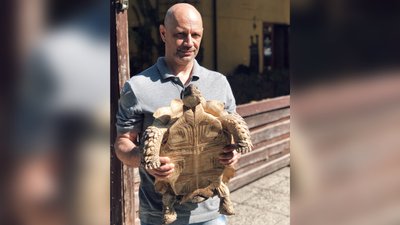 Черепаху перевезли потягом з Києва до Ужгорода