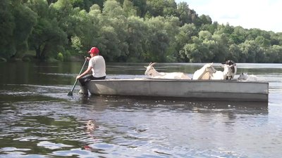 79-річний житель Новгорода-Сіверського щодня човном перевозить кіз випасатись на луки за Десною