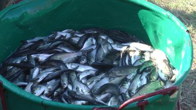 До водойм Миколаївщини заплановано випустити 500 тисяч екземплярів рослиноїдних видів риб До водойм Миколаївщини заплановано випустити 500 тисяч екземплярів рослиноїдних видів риб