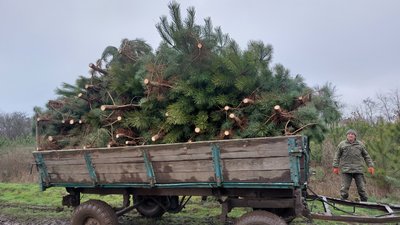 Як вирощують новорічні дерева на Миколаївщині та від чого залежить їхня ціна Як вирощують новорічні дерева на Миколаївщині та від чого залежить їхня ціна