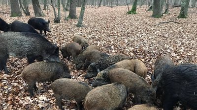 "Перепис населення": лісівники Вінниччини почали підрахунок диких тварин