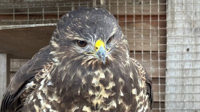 "Зазнав стресу": у Харкові перехожі врятували канюка