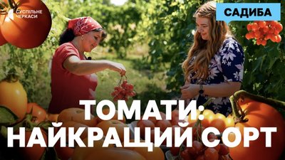 300 сортів томатів: від «Дров» до «Гномів» — особливості та секрети врожаю