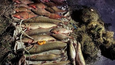 Незаконно виловили 40 кілограмів риби: на Черкащині упіймали браконьєрів Незаконно виловили 40 кілограмів риби: на Черкащині упіймали браконьєрів