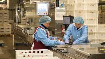 На Полтавщині на м’ясокомбінаті повідомили ймовірну причину отруєння працівників