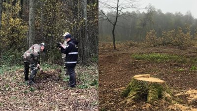 Незаконні рубки у нацпарку на Волині: що кажуть екологи і поліція Незаконні рубки у нацпарку на Волині: що кажуть екологи і поліція