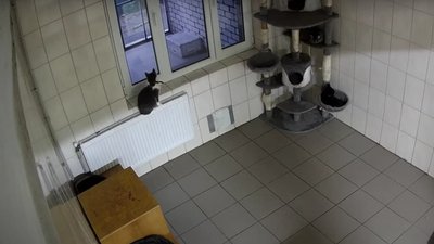 Харків'яни можуть спостерігати за котами з міського притулку онлайн