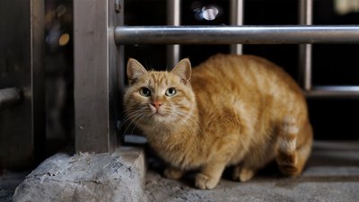 
Сказ на Чернігівщині: у Нових Боровичах через сказ у кота ввели карантин на 60 днів