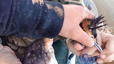 Заплутався у сітках: на Волині екологи врятували норця